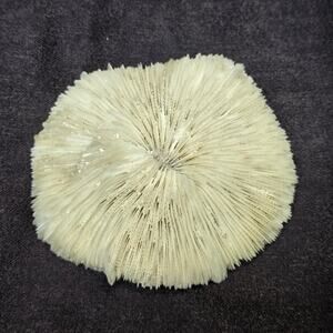 Natural White Dried Mushroom Skeleton Coral Reef Stone Ocean Treasure Display